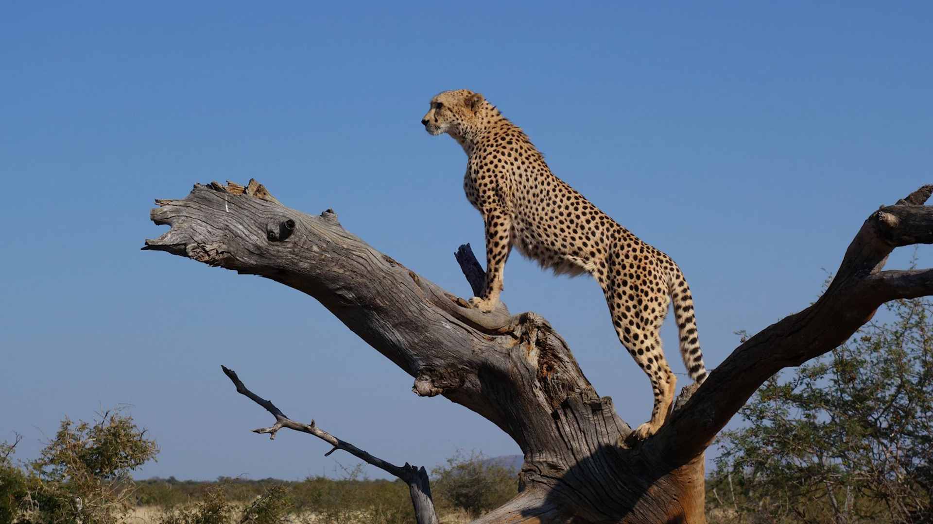 Finding Your Power Animal Transform Coaching Academy